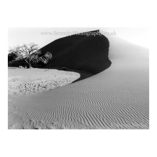 The seductive curves of Dune 45, Namibia. B&W image.